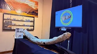 Encontraron en Buenos Aires el colmillo de mastodonte más grande jamás hallado en Sudamérica
