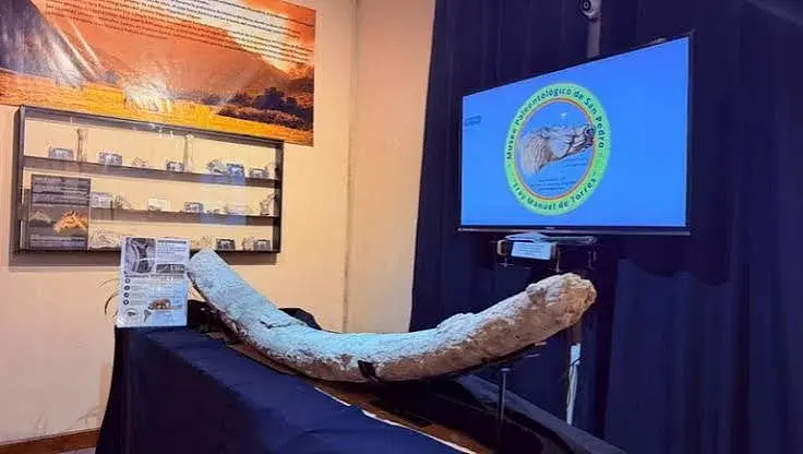Un hallazgo insólito: encontraron en Argentina el colmillo de mastodonte más grande de toda Sudamérica