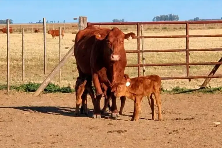 Pasa una vez cada 100 mil partos: una vaca tuvo trillizos sanos en un campo de Córdoba y sorprendió hasta a los veterinarios