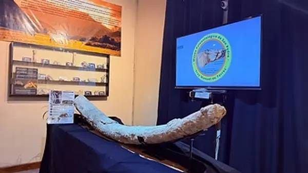 Un hallazgo insólito: encontraron en Argentina el colmillo de mastodonte más grande de toda Sudamérica