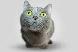  Detectan por primera vez el síndrome de Marfan en gatos: los hermanos Gary y Shaggy, protagonistas de un hallazgo inédito