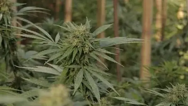 Cultivo "medicinal" bajo sospecha: allanaron una ONG cannábica en Santa Fe y encontraron más de 600 plantas