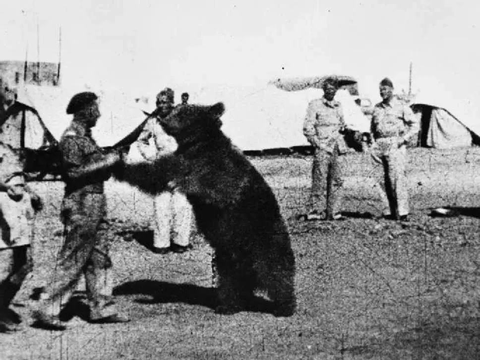 El oso que fue a la guerra: tomaba cerveza, cargaba municiones y llegó a ser cabo del ejército polaco