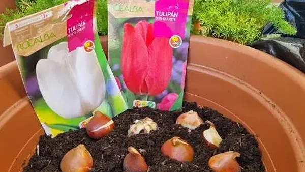 La locura de los tulipanes: qué pasó de verdad (y qué es mito) con la "primera burbuja financiera" de la historia